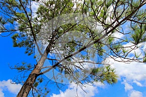 Merkus pines at Thung Non Son