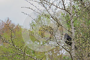 Common blackbird turdus merula sitting on a tree branch of a golden larch tree pseudolarix amabilis photo