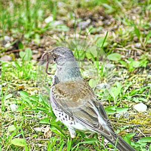 Merle as the most common inhabitant of European forests and parks in the cities. Eurasian blackbird Turdus merula female, on white photo