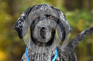 Merle Bluetick Coonhound dog outside on leash