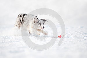 Border collie dog running to catch a toy in winter