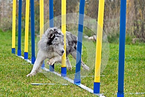 Merle Border collie doing a slalom