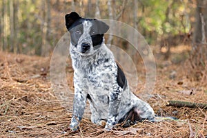 Merle cattledog heeler mixed breed puppy