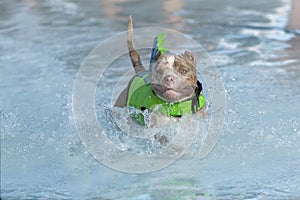 Merle colored pitbull in a swim vest in the water