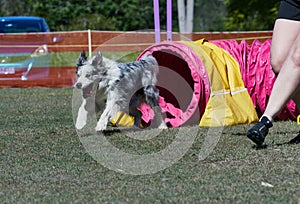 Merle Coloured Border Collie dog runs out of tunnel at agility trials