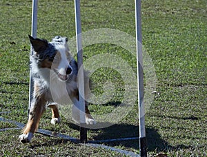 Merle coloured Border Collie weaves around the 3 agility trial poles