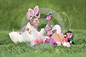 Merle French Bulldog dog puppy sitting in egg shell next to Easter basket and colorful eggs with spring flowers