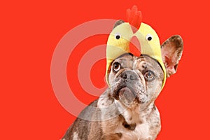 Merle French Bulldog dog wearing Easter costume chicken hat on red background