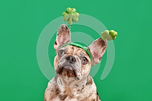 Merle French Bulldog dog wearing St. Patrick's Day shamrock costume headband