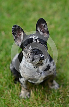 Merle French Bulldog puppy sitting in the grass