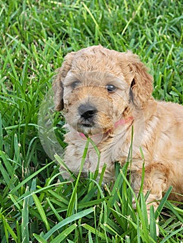 Merle goldendoodle puppy girl