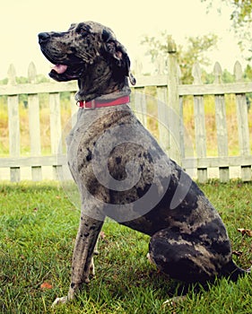 Merle Great Dane