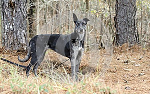 Merle Greyhound mixed breed dog