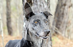 Merle Greyhound mixed breed dog