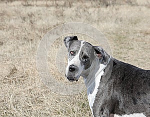 Merle Mantle Great Dane