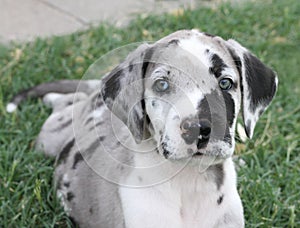 Merle Mantle Great Dane Puppy