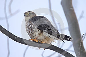 Merlin bird perched on a branch of a tree.