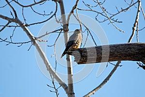 Merlin on a Dead Branch 2