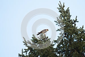 Merlin eating his prey on the top of a tree