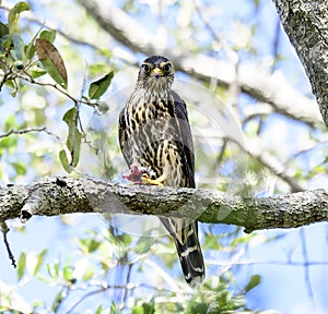 Merlin eating a prey on a tree branch.