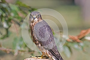 Merlin (falco columbarius)