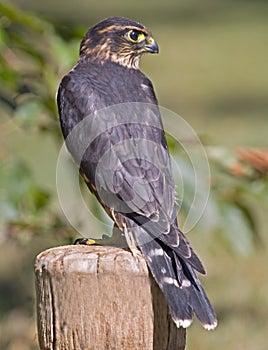 Merlin (falco columbarius)