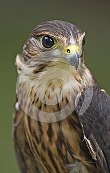 Merlin (Falco columbarius)