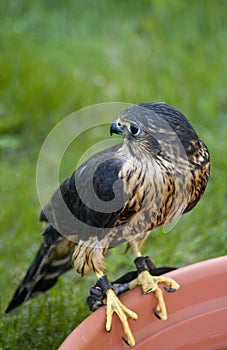 Merlin (Falco columbarius) on Edge of Water Dish
