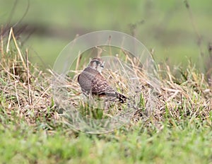 The Merlin Falco columbarius female portrait.