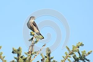 Merlin (Falco columbarius) in a tree