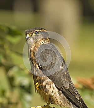 Merlin falcon