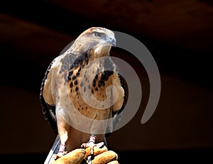 Merlin Falcon