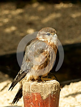 Merlin falcon bird