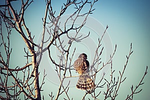 Merlin falcon on a branch
