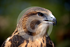 Merlin Falcon Close-Up