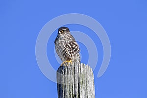 Merlin Falcon Columbarius