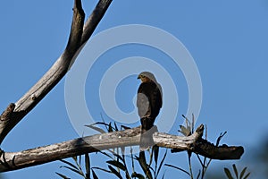 Merlin falcon hawk sits perched in a dead tree hunting for prey