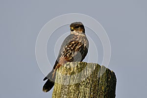 Merlin falcon hawk sits perched on hydro pole hunting for prey