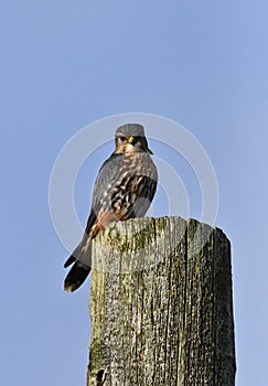 Merlin falcon hawk sits perched on hydro pole hunting for prey