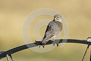 Merlin falcon looking back