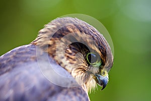 Merlin Falcon Macro