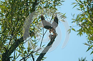 Merlin falcon perched on a tree