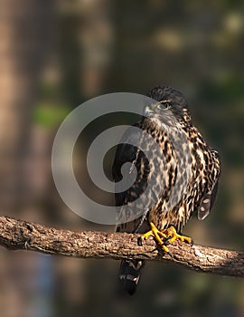 Merlin falcon perching on a branch