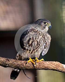 Merlin falcon perching on a branch