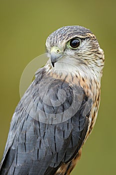 Merlin, on a green background