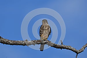 Merlin Hawk perched in a tree
