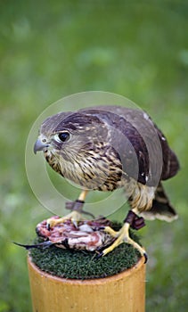 Merlin and Lunch