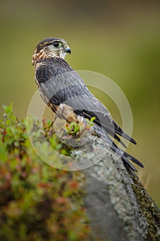 Merlin in the moors