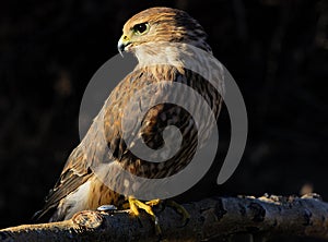 Merlin or Pigeon Hawk