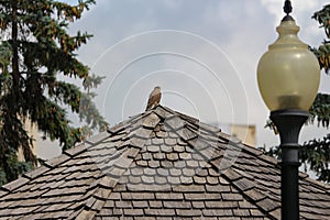 Merlin raptor perched atop gazebo roof